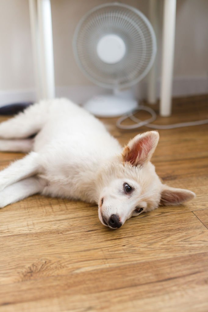 Cute puppy lying on floor under fan in hot summer room. Adorable white fluffy puppy suffering from heat, lying under air fan at home. Helping pets in summer